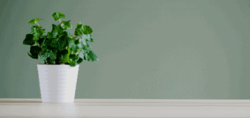 Picture of a potted plant over a table